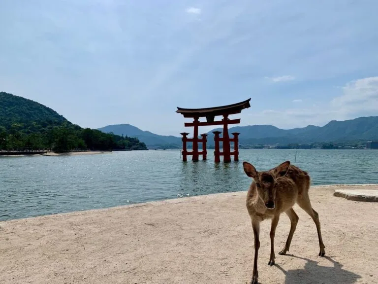 A deer stands on a sandy beach with the famous floating torii gate of Itsukushima Shrine in the background. The red gate emerges from calm waters, framed by forested mountains under a clear blue sky.