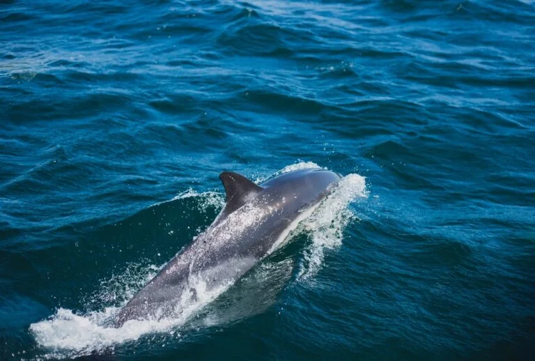 Newquay Cornwall Dolphin Boat Trips: Dolphins swimming off the Cornish coast
