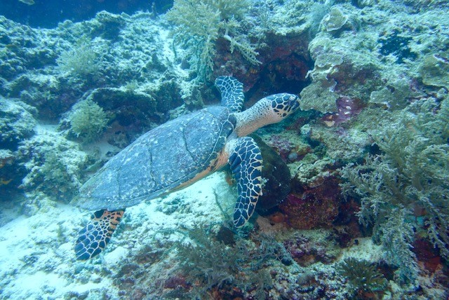 Swimming with Turtles: Hawksbill Turtle feeding on a coral reef