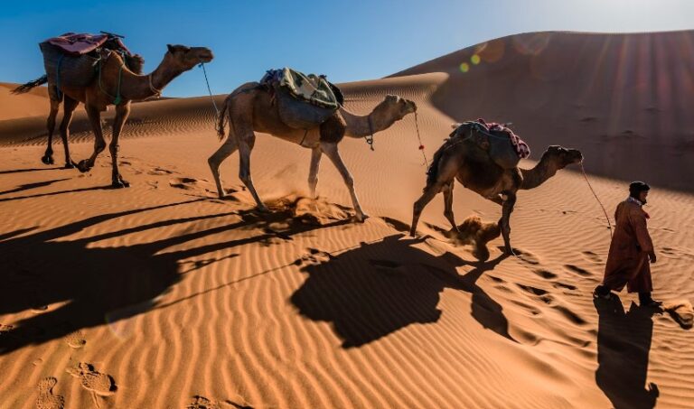 Three camels being led by a person across the golden sand dunes of the Merzouga Desert under a clear blue sky, with the sun casting long shadows on the rippled sand.