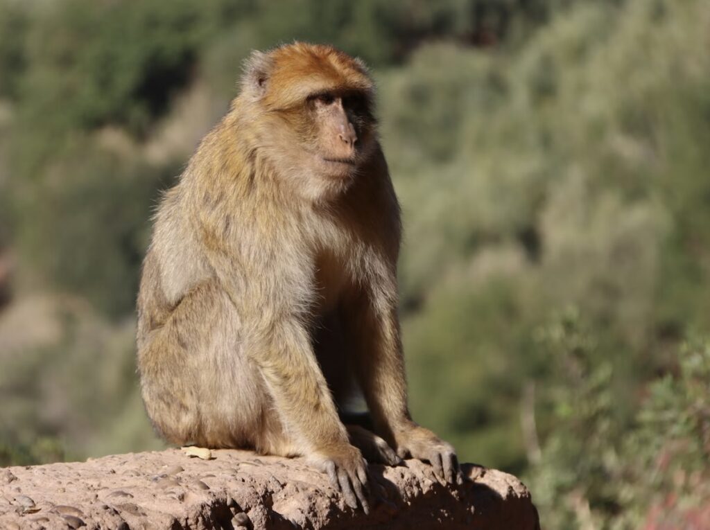 Barbary macaque sitting on a red stone wall in the Azrou cedar forest, Middle Atlas Mountains, Morocco, looking to the side