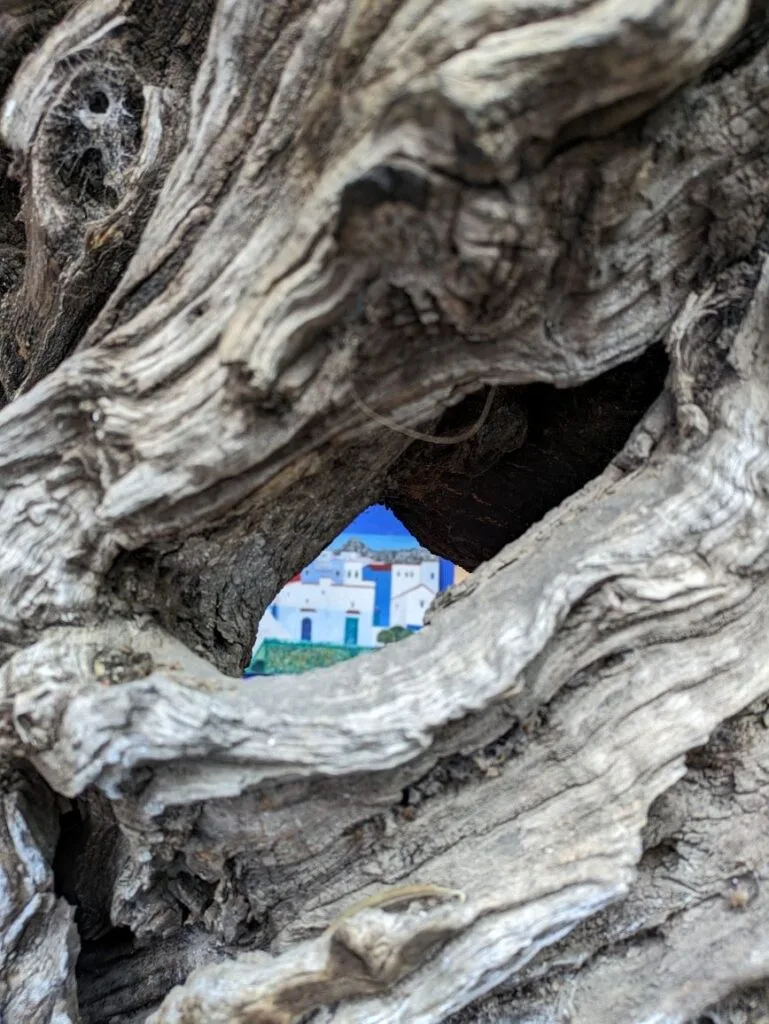 Gnarled tree trunk with a glimpse of blue-and-white buildings through a knothole in Chefchaouen.