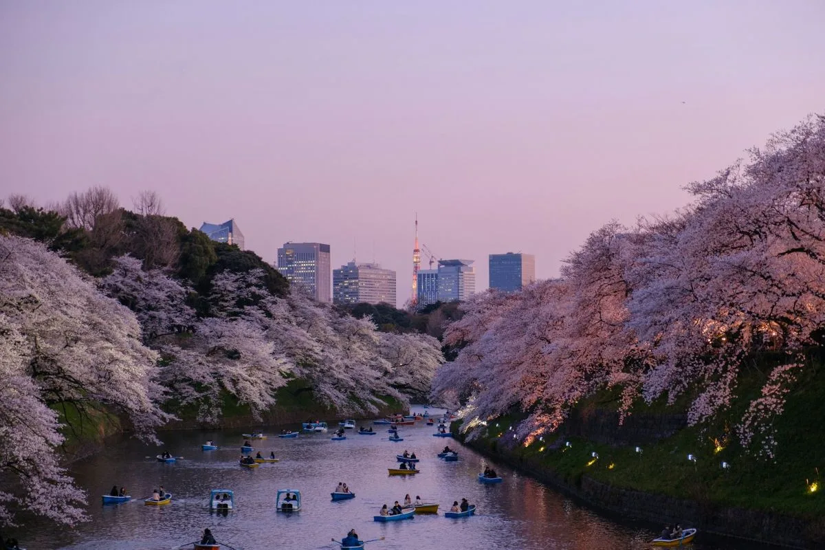 Cherry blossom season in Tokyo with colourful pedal boats on river and modern city skyline during magical pink sunset hanami period