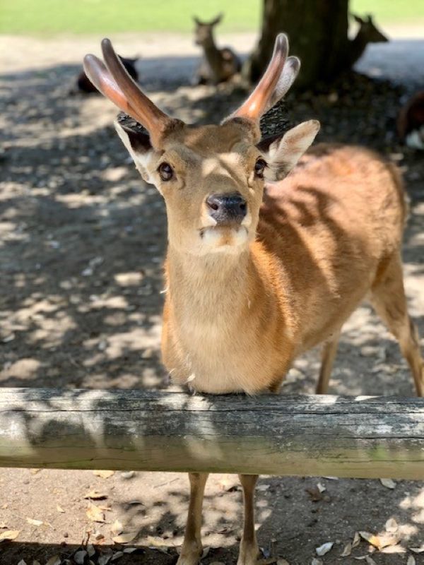 5. Close-up of a young stag with velvet antlers at Nara Park, Japan, leaning over a wooden rail.