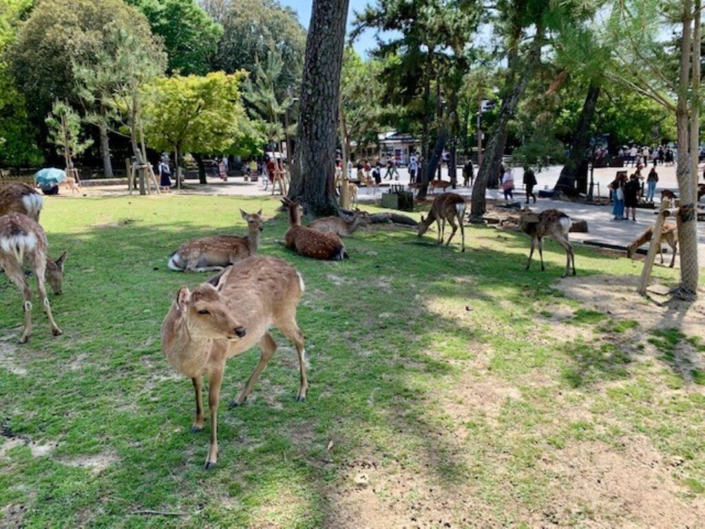 2. Sika deer grazing and resting on the lawns of Nara Park, Japan, with visitors and trees in the background.