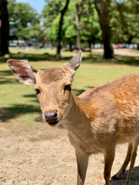 6. Curious sika deer in sunlit Nara Park, Japan, standing on sandy ground among trees.