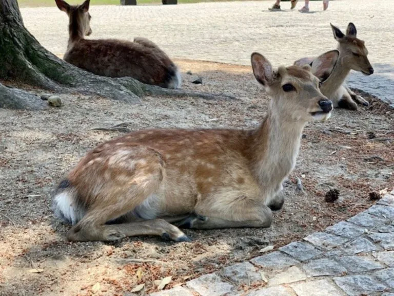 3. Close-up of a resting sika deer under a tree in Nara Park, Japan.