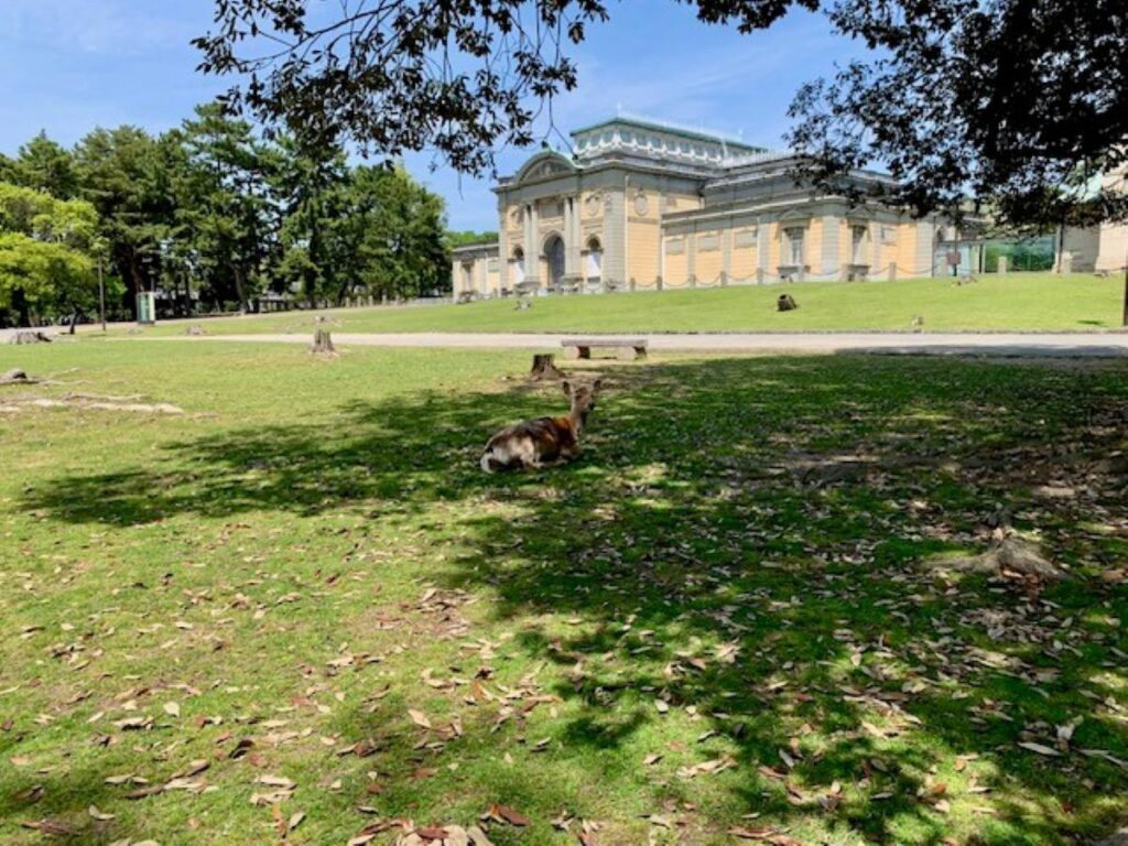4. Deer resting on the lawn outside the Nara National Museum in Nara Park, Japan.