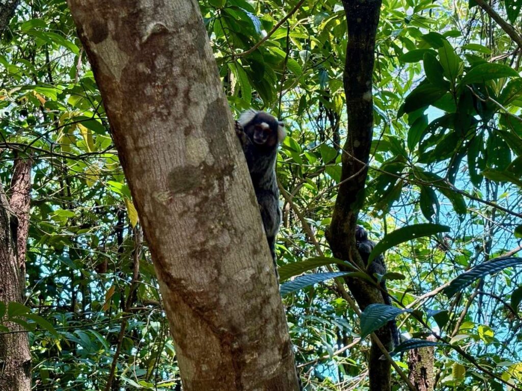 Small monkey perched on a tree trunk in Ilha Grande rainforest, surrounded by dense green foliage