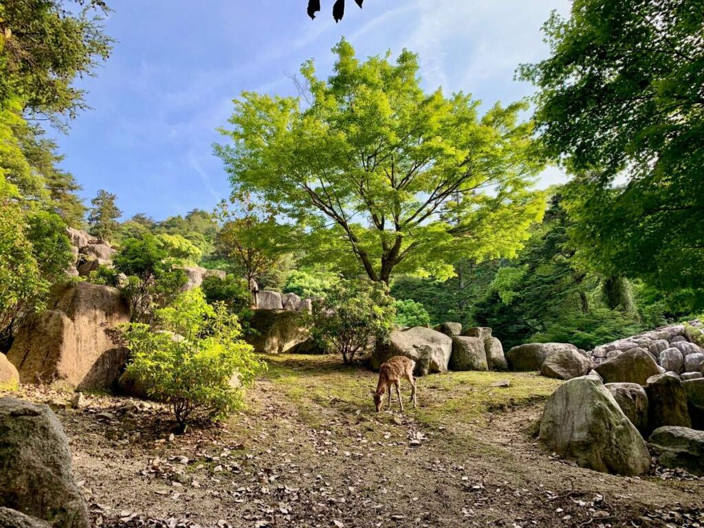 Deer grazing among boulders and maple trees at Daisho-in, bright spring greenery and dappled light.