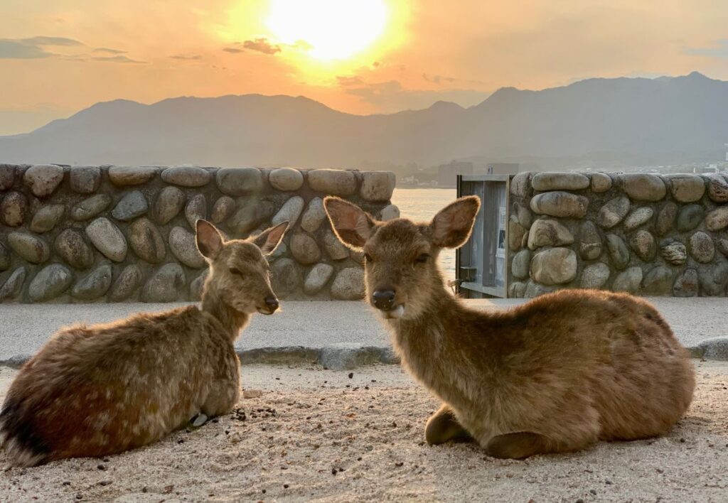 Two Miyajima deer resting by a stone sea wall at sunset, Seto Inland Sea and hazy mountains in the background.