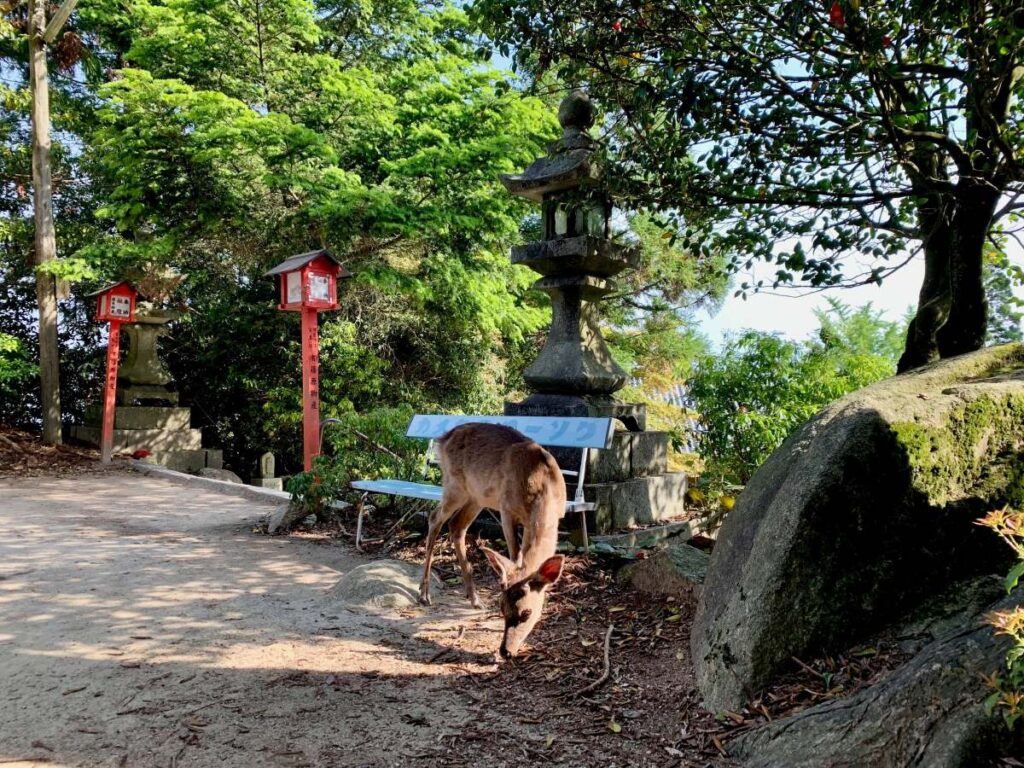 Miyajima deer grazing beside a woodland path, stone lantern and red shrine posts near a bench in shaded forest.