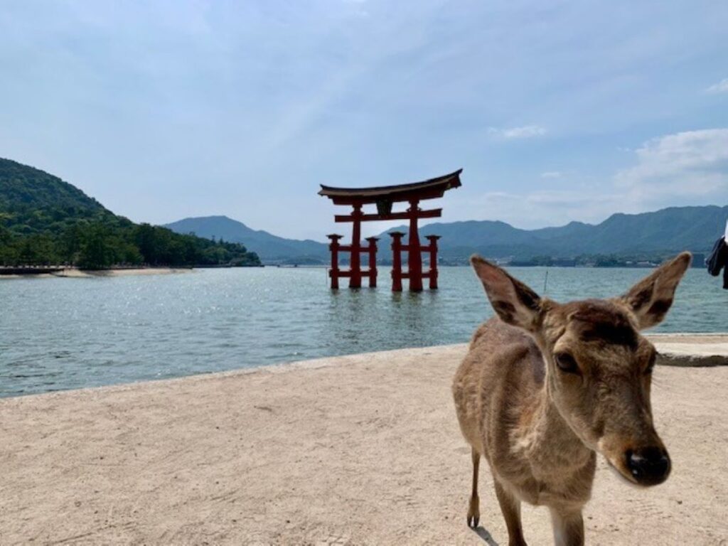 Miyajima Island deer standing on a gravel path by the water, with red itsukushima torii gate offshore and mountains behind
