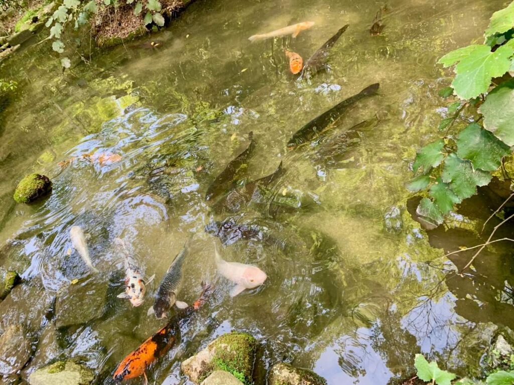 Koi carp swimming in a shallow forest stream on Miyajima, clear water with leaf reflections and mossy stones.