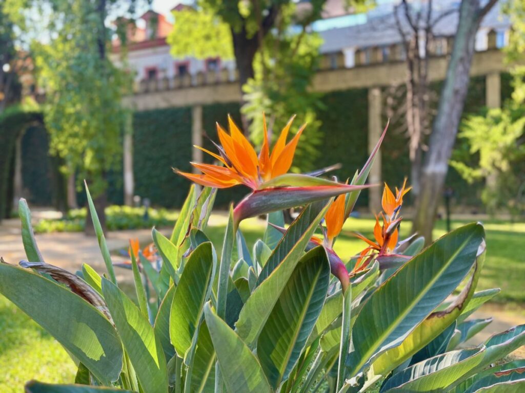 Close-up of a bird-of-paradise flower, bright orange petals above broad green leaves, shaded walkway behind.