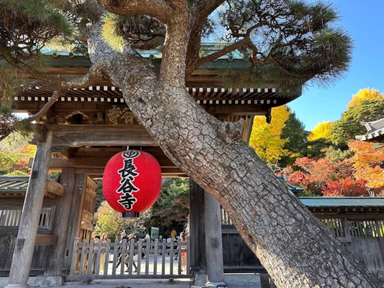 Red lantern at Hase-dera temple gate, framed by a leaning pine tree and bright autumn leaves.