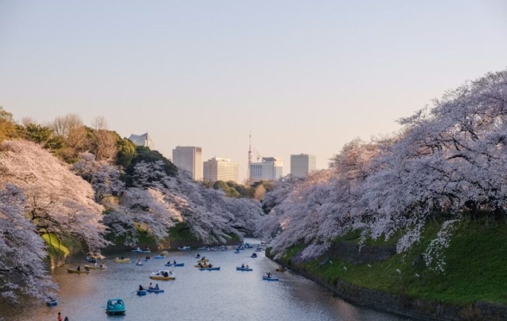 Rowing boats drifting along Chidorigafuchi moat beneath overhanging cherry blossom trees with the Tokyo skyline beyond