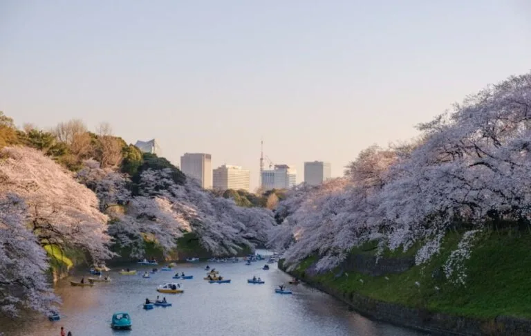 Rowing boats drifting along Chidorigafuchi moat beneath overhanging cherry blossom trees with the Tokyo skyline beyond