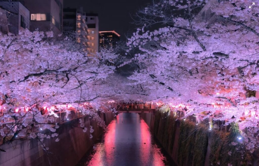 Cherry blossom trees illuminated in pink and purple light forming a glowing canopy over the Meguro River at night