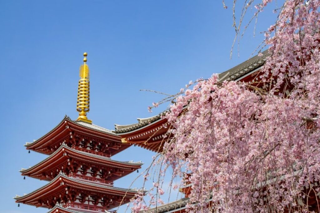 Weeping cherry blossom tree in full pink bloom framing the red and gold five-storey pagoda at Senso-ji temple