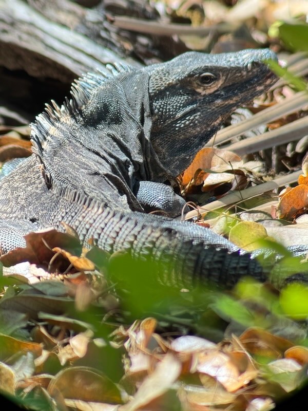 Large grey black spiny tailed iguana resting on dry leaves in dappled sunlight, with its ridged dorsal spines and scaled tail clearly visible.