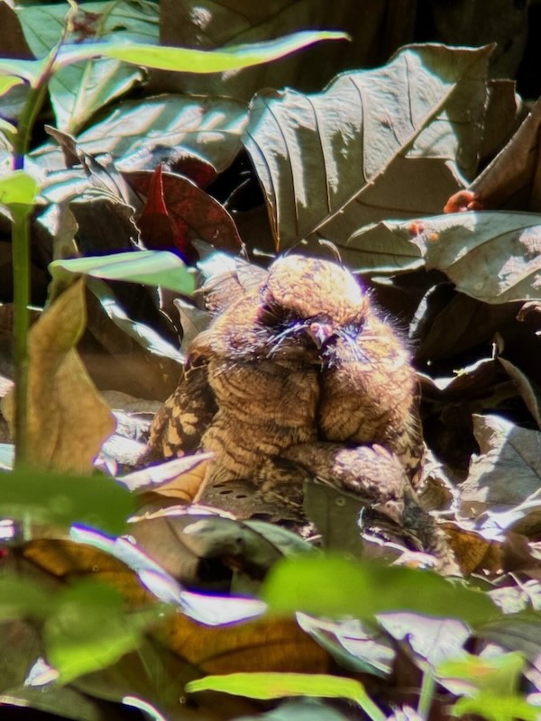 A cryptically patterned pauraque nightbird blending almost perfectly into a bed of brown rainforest leaves, nearly invisible in the leaf litter.