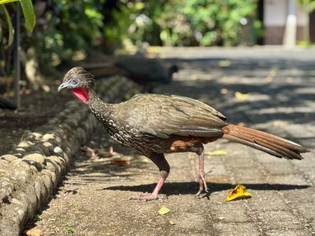A crested guan, a large brown turkey-like bird with a bright red dappled throat and long tail, walking along a stone-edged garden path.