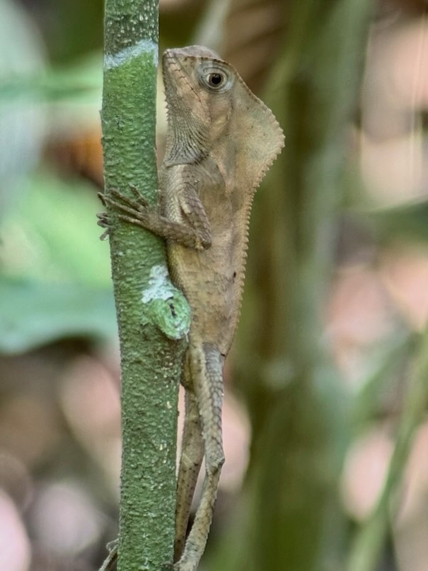 Small brown helmeted basilisk lizard clinging vertically to a slender tree stem, showing its distinctive crested head and mottled scaly skin.