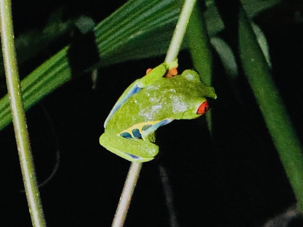 A vivid green red eyed tree frog with blue flanks and orange toes clinging to a thin plant stem against a pitch black night background.