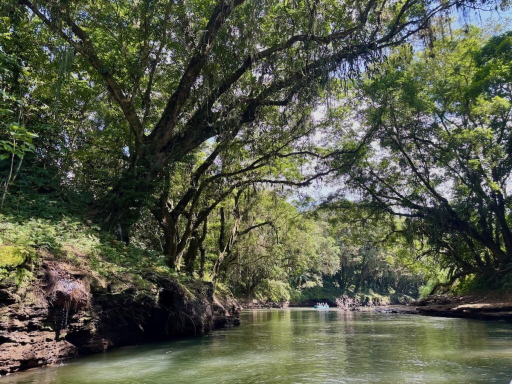 Calm green river winding beneath a canopy of mossy overhanging trees in a tropical jungle, with sunlight filtering through the leaves.