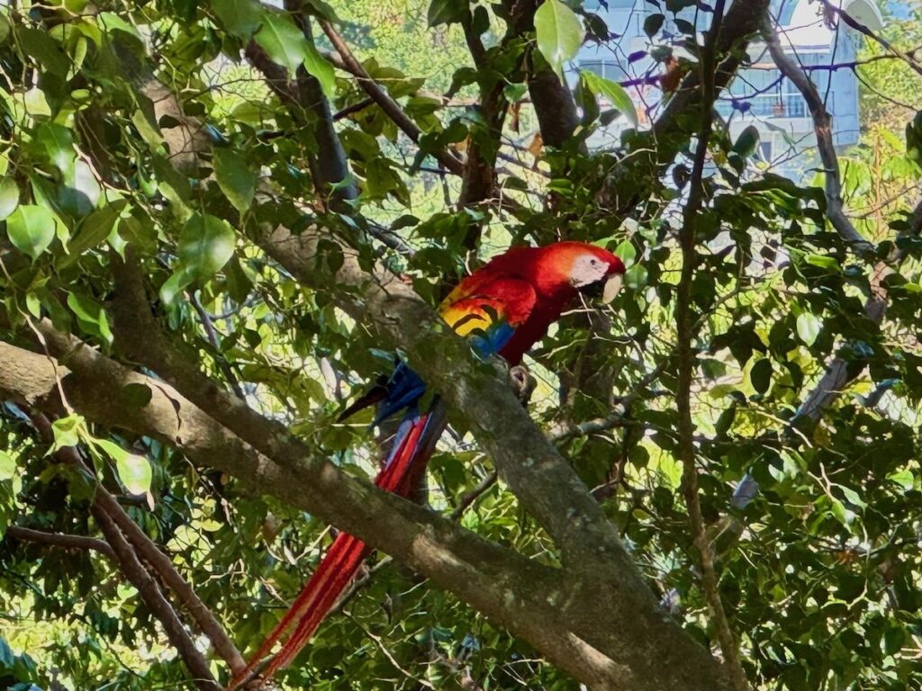A brightly coloured scarlet macaw with red, yellow and blue plumage perched among leafy branches of a tropical tree in dappled sunshine.