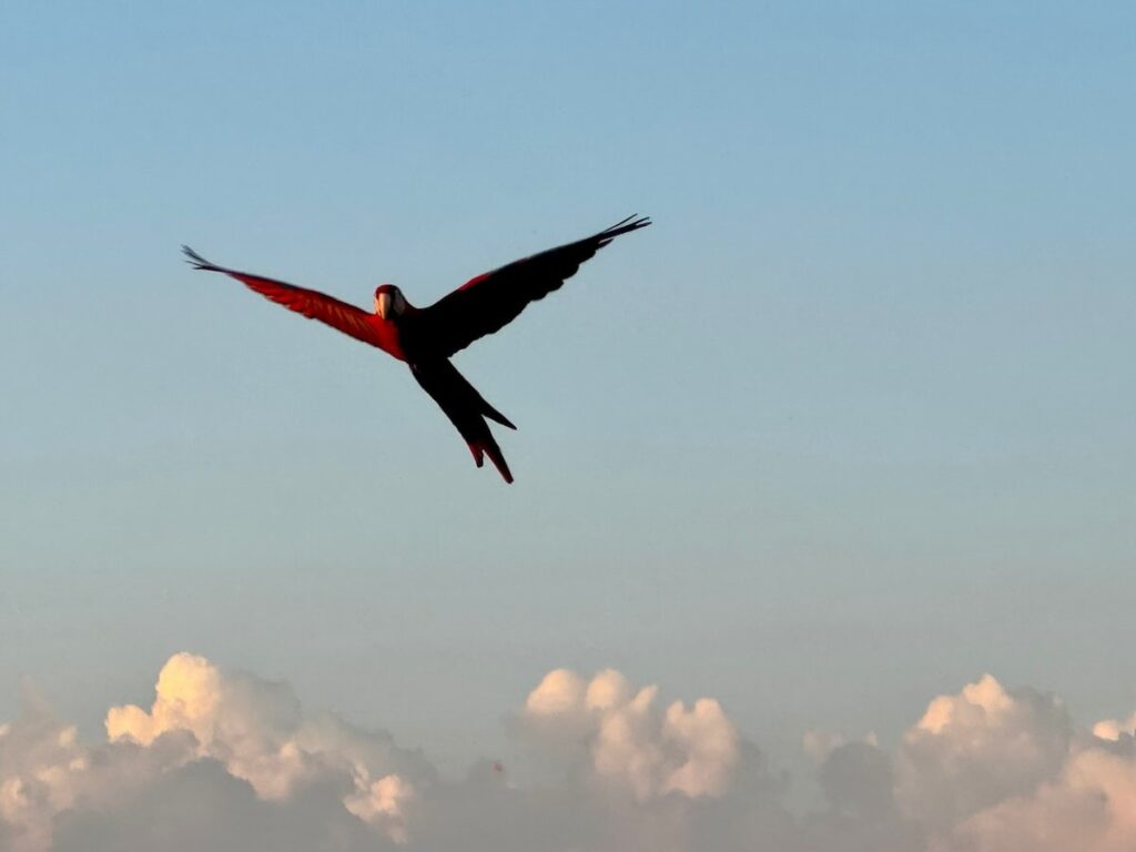 A scarlet macaw soaring with wings outstretched against a soft blue evening sky above billowing white clouds.