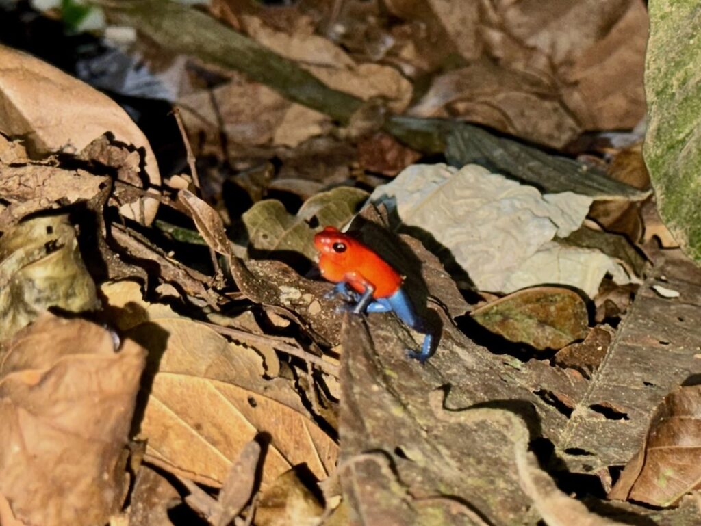 Tiny blue jeans strawberry poison dart frog with vivid red body and bright blue legs perched on brown leaf litter on the rainforest floor.