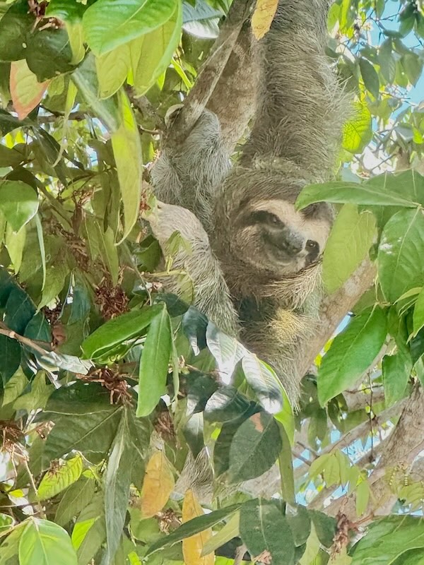 A smiling three toed sloth hanging upside down from a branch, its shaggy grey and brown fur surrounded by glossy green jungle leaves.