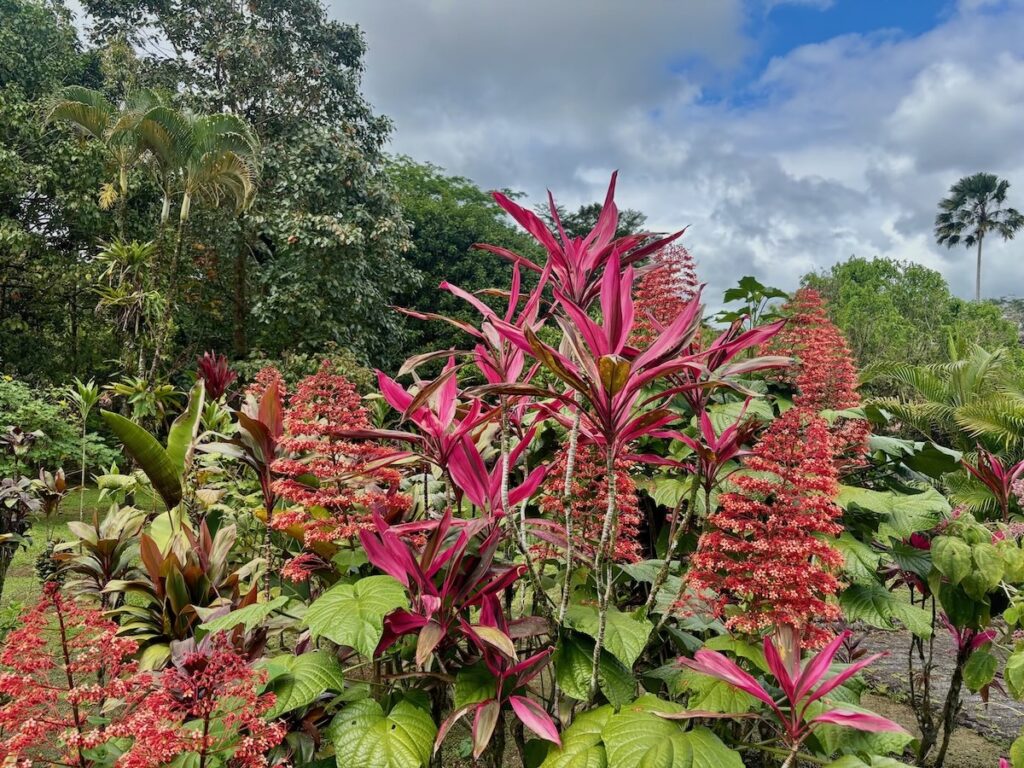 Lush tropical garden bursting with magenta ti plants and clusters of small red flowers, backed by palms under a cloudy blue sky.