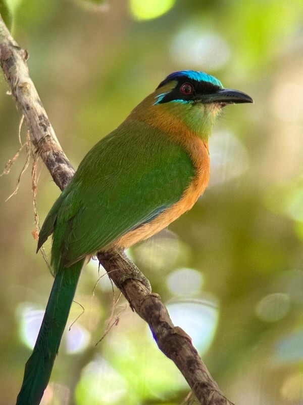 A turquoise browed motmot with green body, rusty chest and bright blue crown perched on a thin branch with its long tail hanging down.