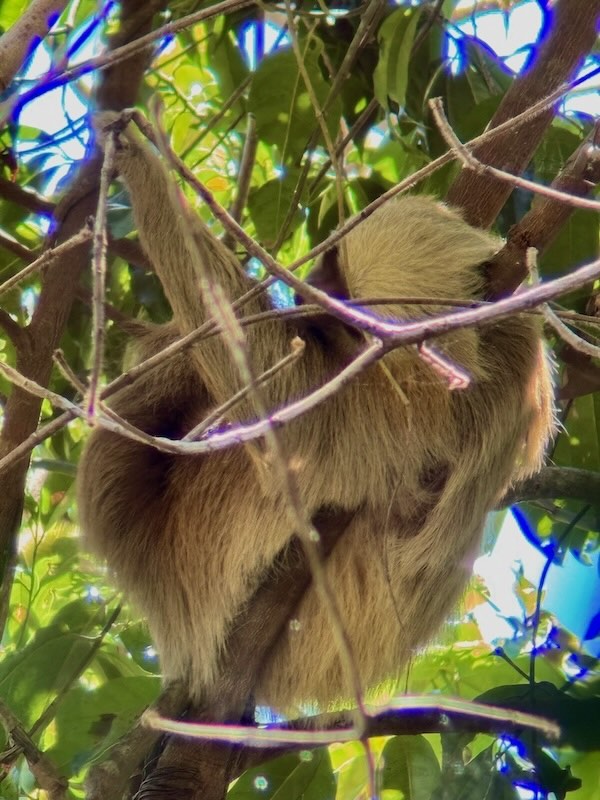 A two toed sloth with shaggy tan fur curled up among leafy branches high in the canopy, slowly reaching for a twig.