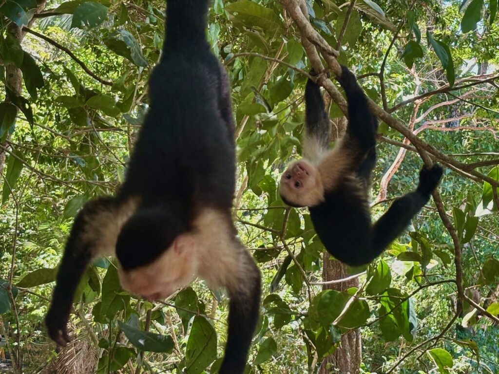 Two white faced capuchin monkeys with dark bodies and pale faces swinging and hanging acrobatically among jungle vines and leaves.