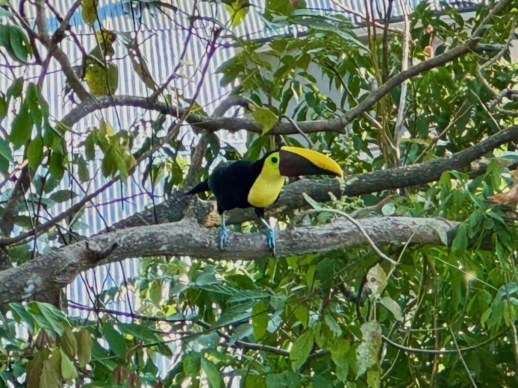 A yellow throated (chestnut mandibled) toucan with its large orange and black beak perched on a branch surrounded by green foliage.