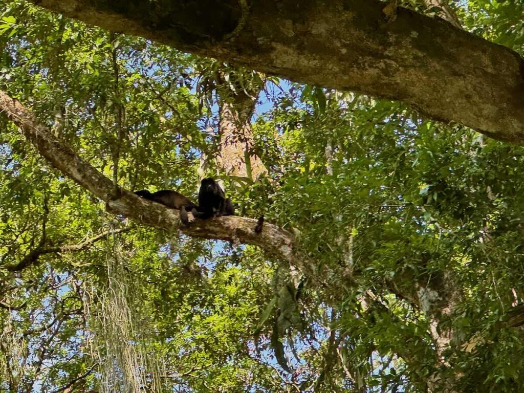 Two black howler monkeys resting together on a tree branch high in the rainforest canopy, seen on a river wildlife tour