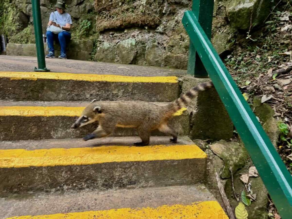 A coati with a striped tail walking down concrete steps marked with yellow safety lines, a seated visitor in the background.