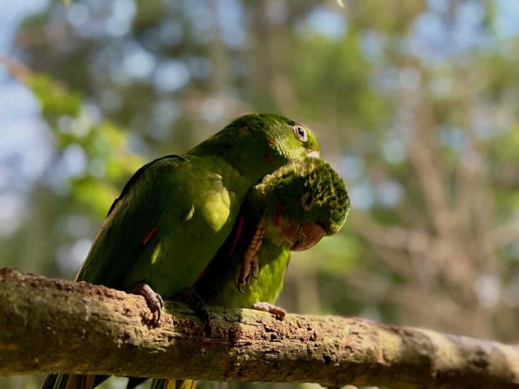 Two green parakeets with red markings perched close together on a branch, one preening the other.