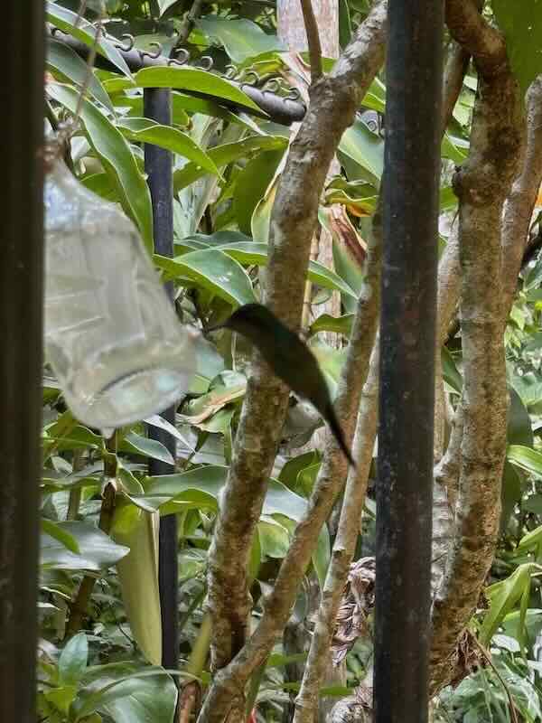 A small green hummingbird perched on a branch beside a glass feeder among tropical foliage.