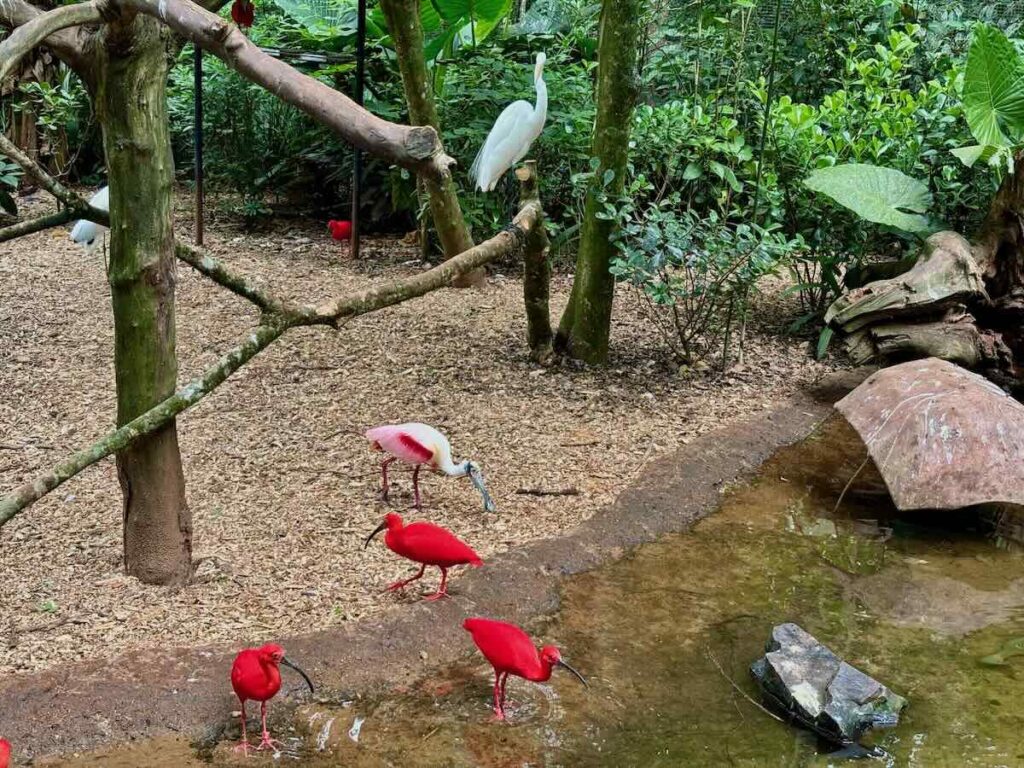 Scarlet ibises and a roseate spoonbill feeding at the edge of a shallow pool in a wooded aviary.